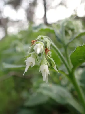 Symphytum ottomanum
