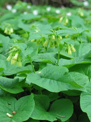 Symphytum cordatum