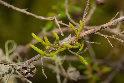 Mistletoes