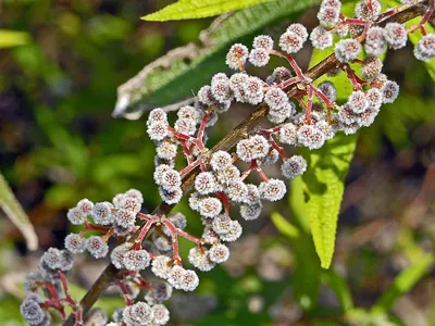 Debregeasia orientalis