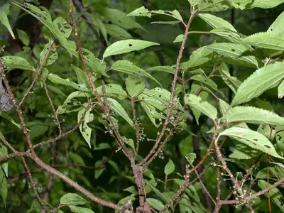 Oreocnide pedunculata