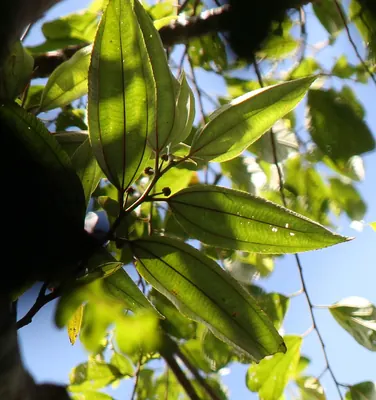 Leucosyke capitellata