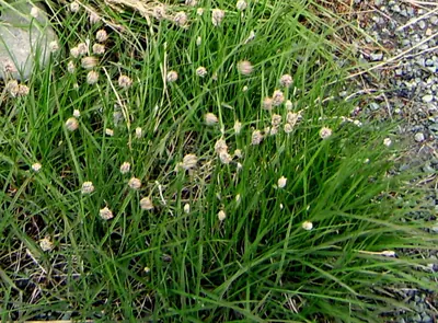 Alopecurus magellanicus