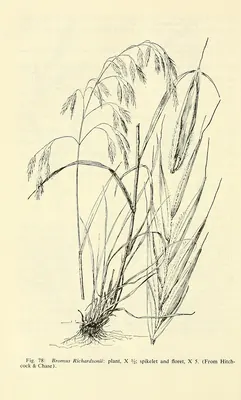 Bromus richardsonii