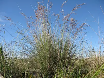 Snow grass