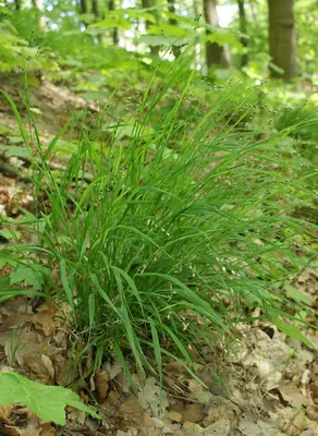 Wood melick