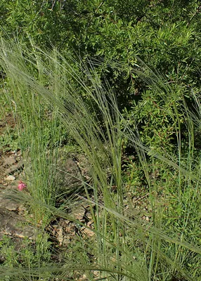 Stipa arabica