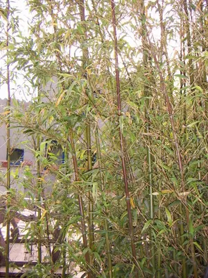 Narihira bamboo