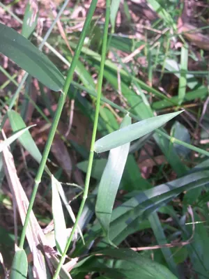 Entolasia stricta