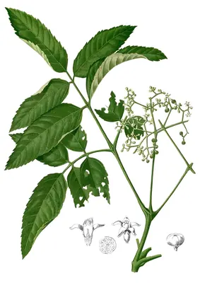 Leea indica