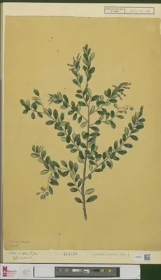Vaccinium lucidum