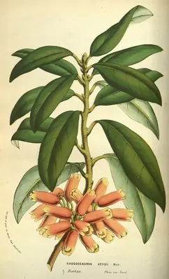 Rhododendron keysii