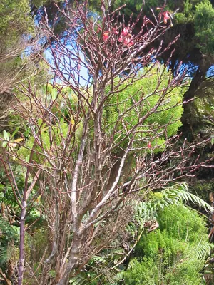 Vaccinium cylindraceum