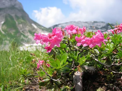 Hairy Alpenrose