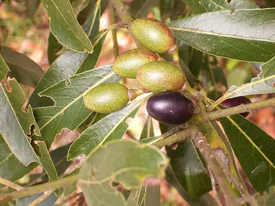 Laurus novocanariensis