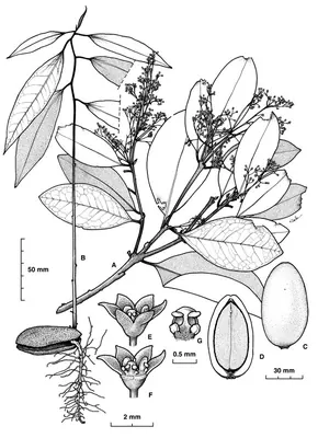 Endiandra microneura
