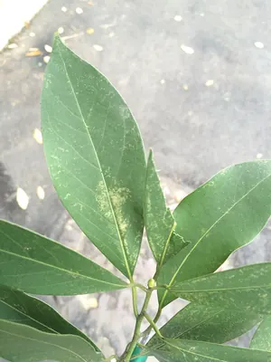 Machilus zuihoensis