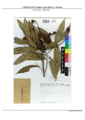 Ocotea nitida