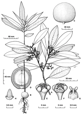 Beilschmiedia castrisinensis