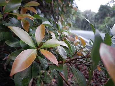 Machilus obovatifolia