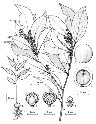 Endiandra cooperana