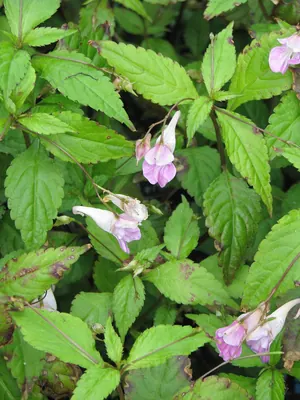 Impatiens uniflora