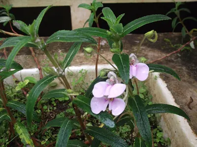 Impatiens chinensis