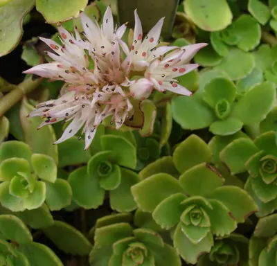 Caucasian stonecrop