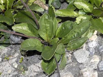 Bellidiastrum michelii
