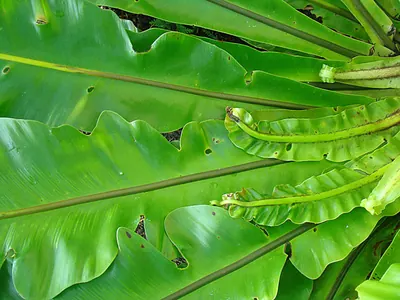 Asplenium musifolium