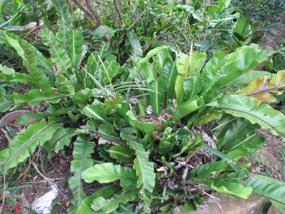 Asplenium setoi