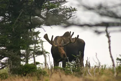 Moose