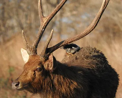 Javan Deer