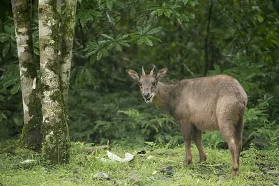 Taiwan Serow