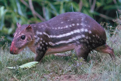 Lowland paca