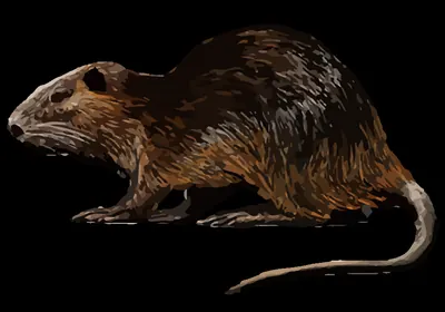 Coypu