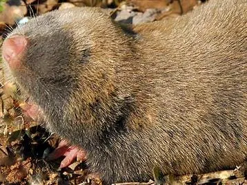 Lesser Mole Rat