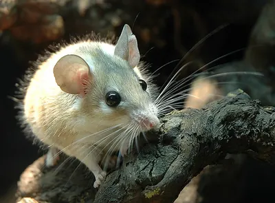 Eastern Spiny Mouse