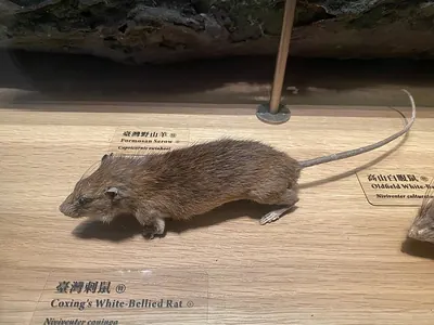 Coxing's White-bellied Rat