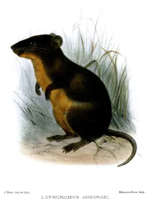 Ansorge's brush-furred rat