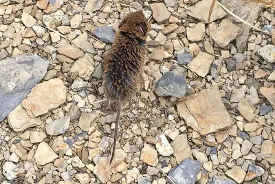 Kikuchi's Field Vole
