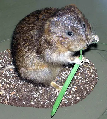 Water Vole