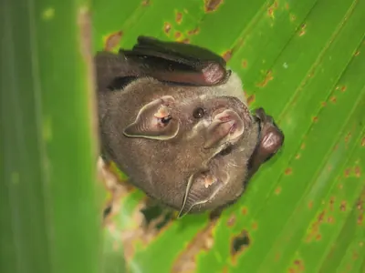Thomas’s Fruit-eating Bat
