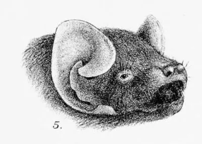 Silvered Bat