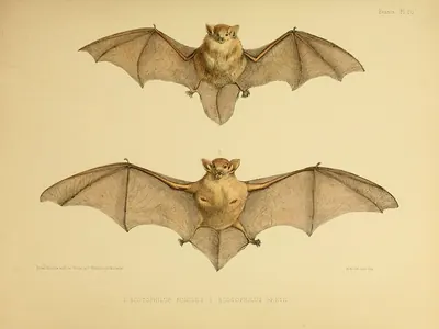 Little Broad-nosed Bat