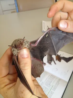 Western Broad-nosed Bat