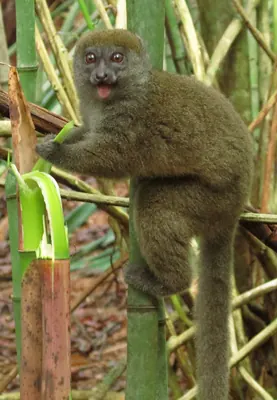 Sambirano lesser bamboo lemur