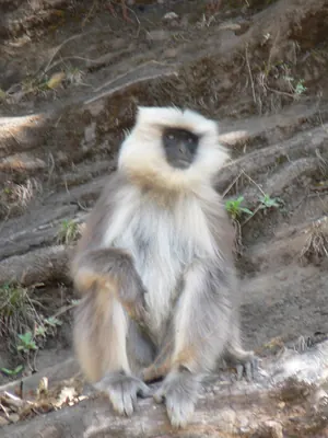 Nepal Grey Langur