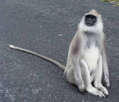 Tufted Gray Langur