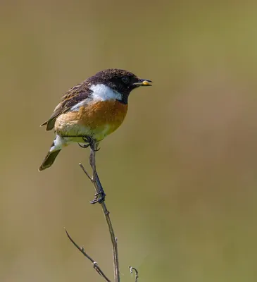European Stonechat